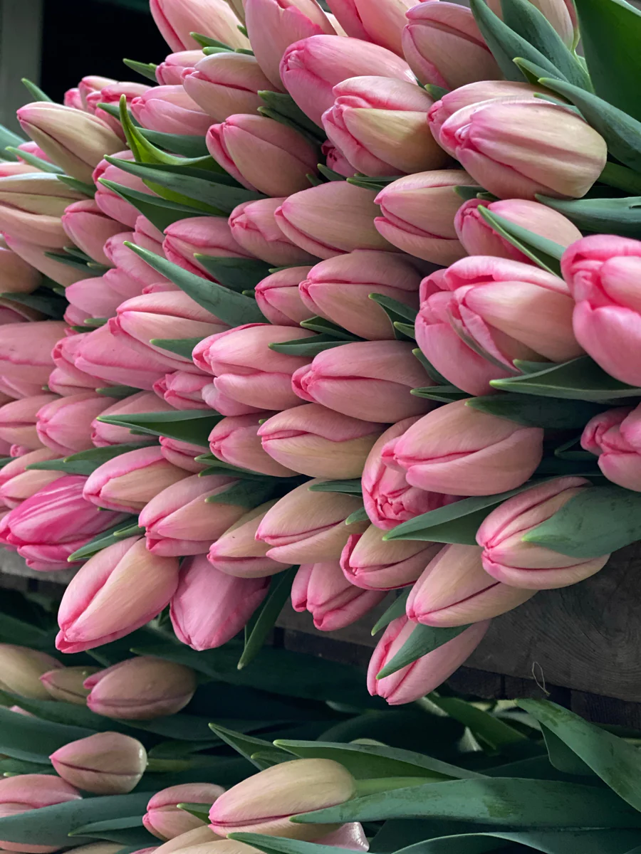 Beautiful Pink Tulips