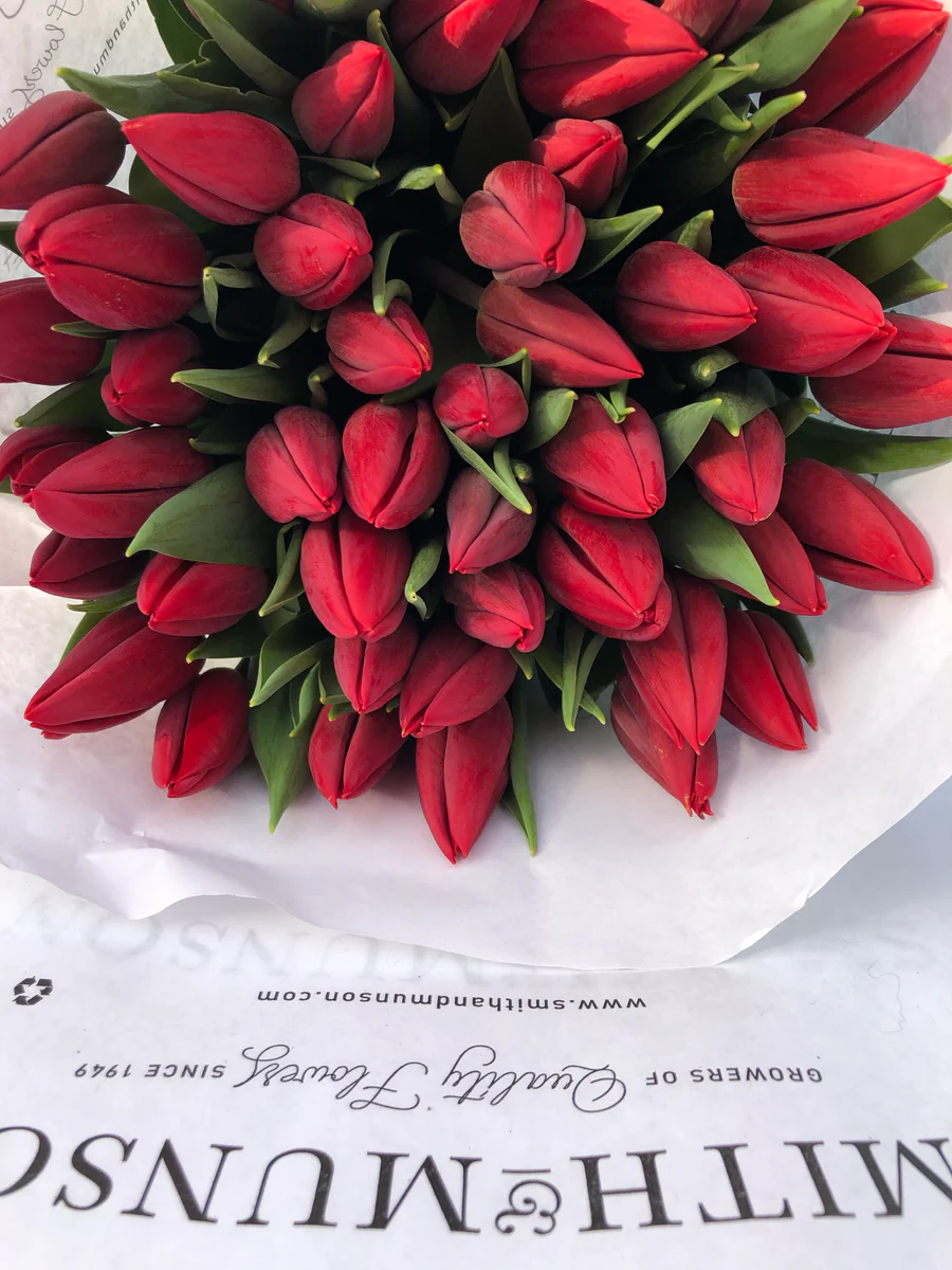 Romantic Red Tulips